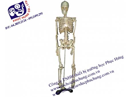 Mô hình bộ xương người hoàn chỉnh - Thiết Bị Y Tế Hải Hà