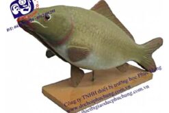 MÔ HÌNH CON CÁ CHÉP-NDS003