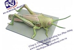 MÔ HÌNH CON CHÂU CHẤU-NDS001