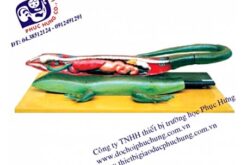 MÔ HÌNH CON THẰN LẰN-NDS002